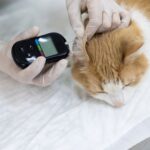 A vet examining a dog, highlighting the importance of early diabetes diagnosis in pets