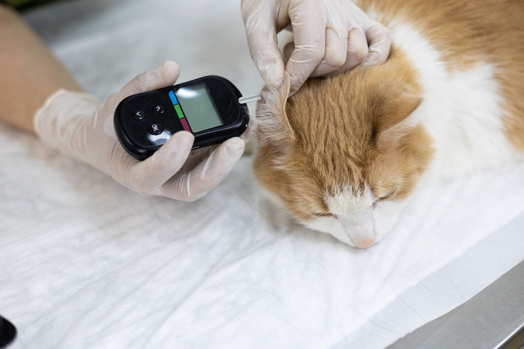 A vet examining a dog, highlighting the importance of early diabetes diagnosis in pets